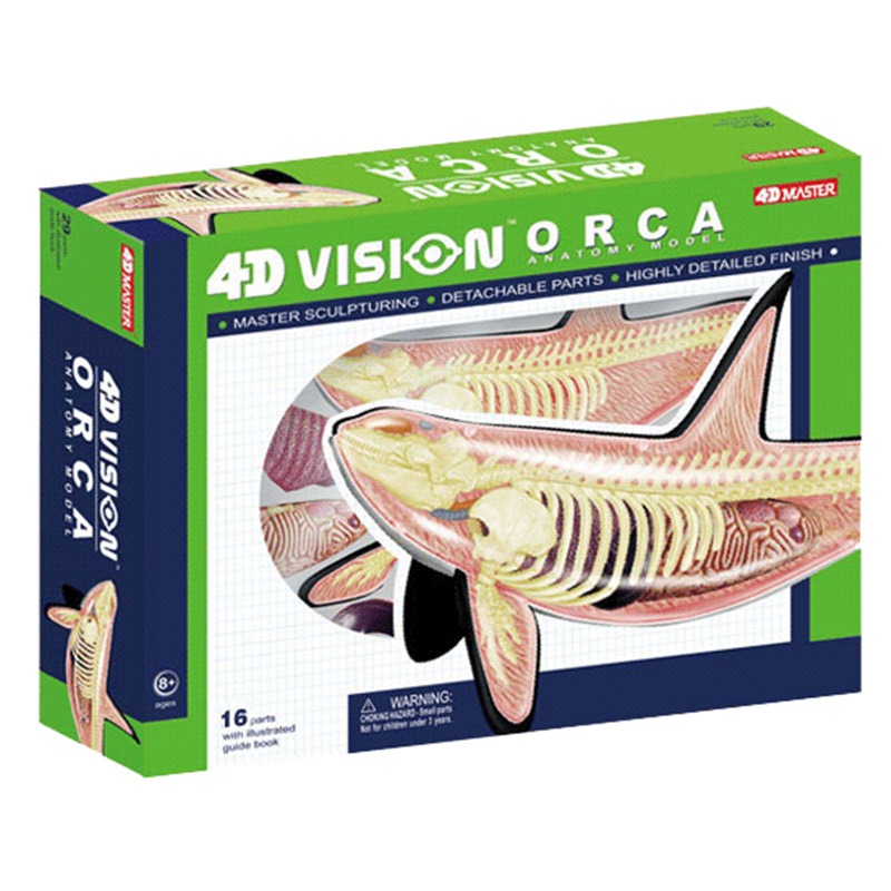 4D Vision Orca Кит Скелет Анат – обзор и цена Medical Lab Scientist
