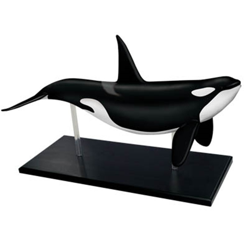 4D Vision Orca Кит Скелет Анат – обзор и цена Medical Lab Scientist